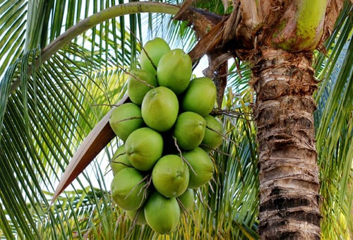 Coconut